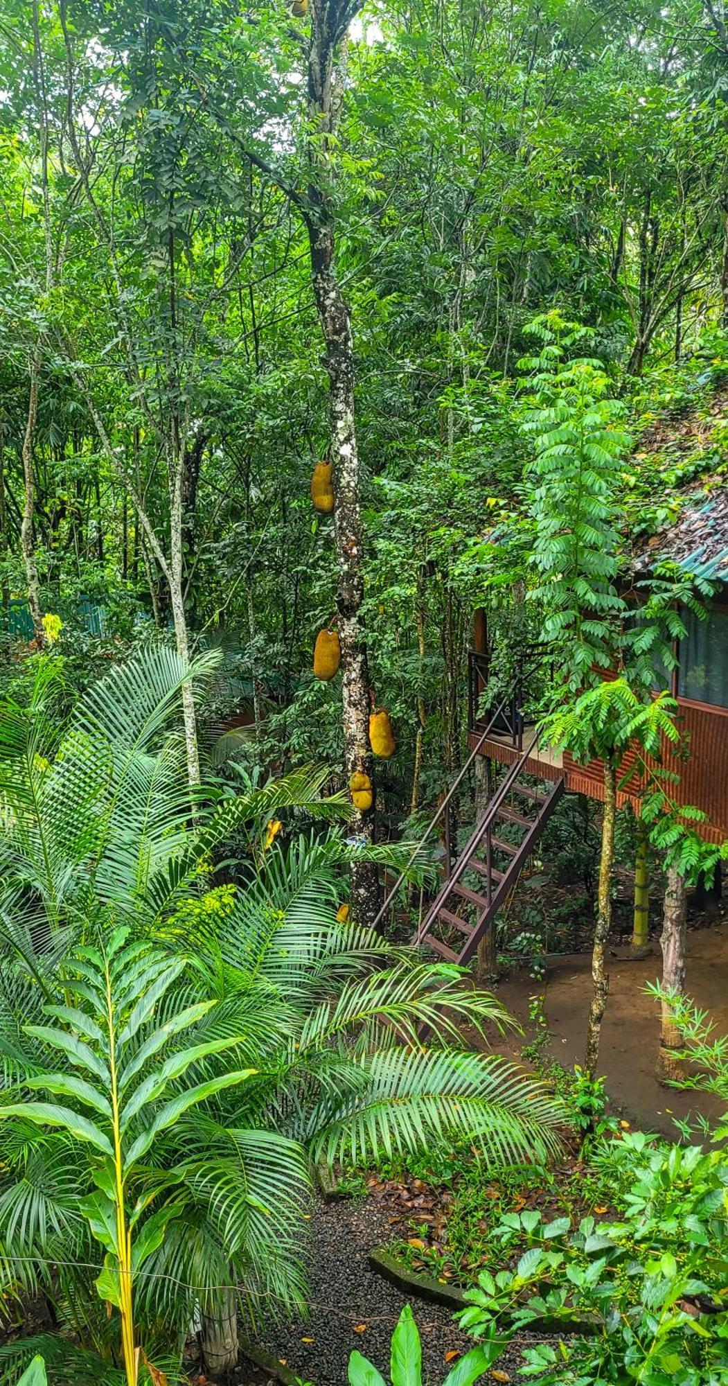 Monsoon Retreats Ecostay- Treehouse Thekkady Extérieur photo
