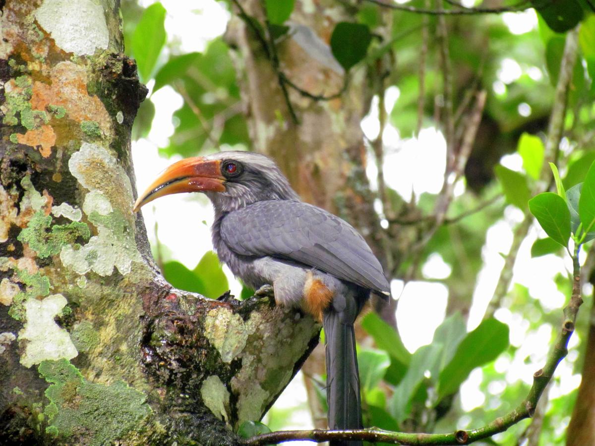 Monsoon Retreats Ecostay- Treehouse Thekkady Extérieur photo