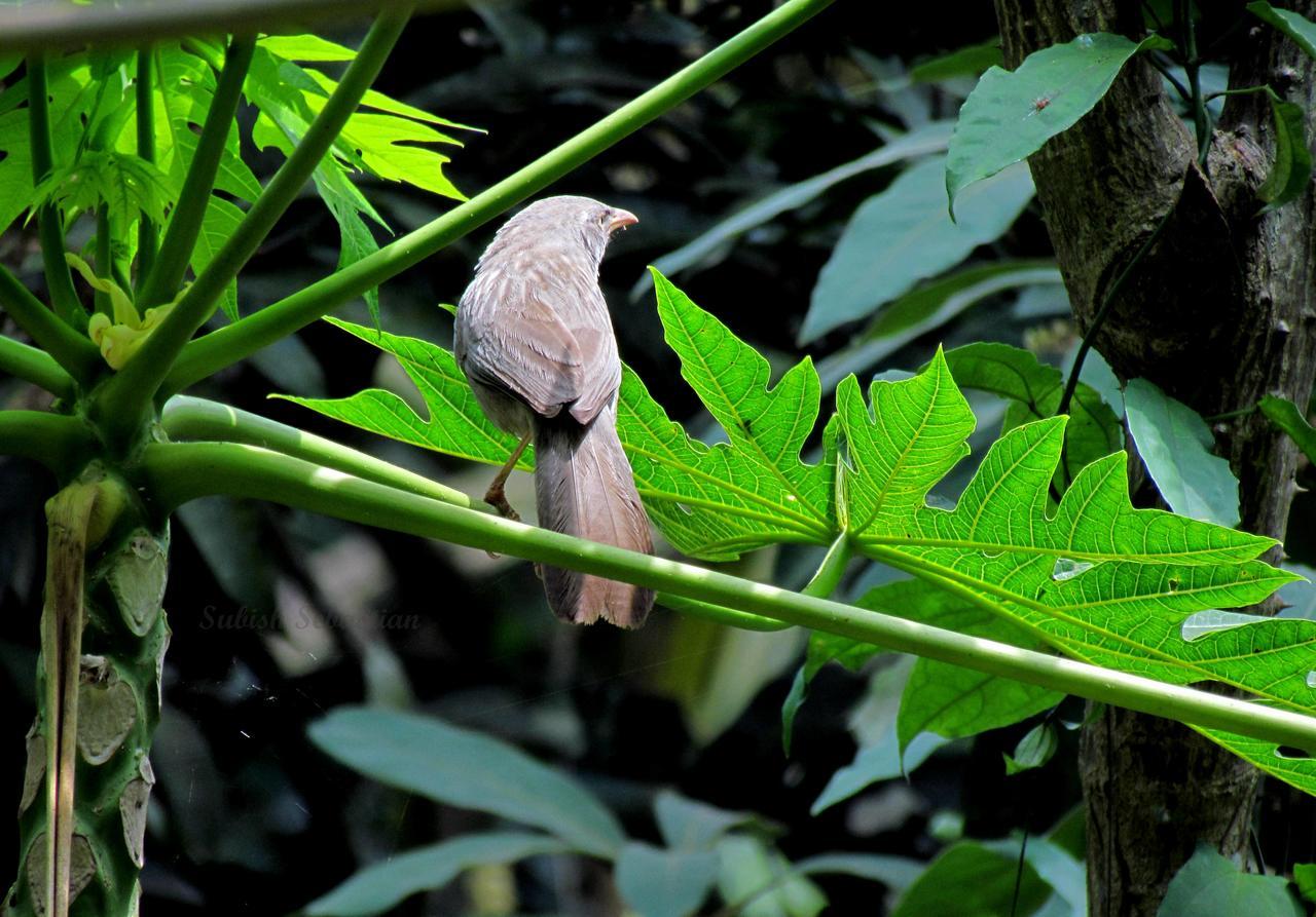 Monsoon Retreats Ecostay- Treehouse Thekkady Extérieur photo